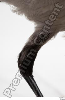 Carrion crow bird leg 0004.jpg